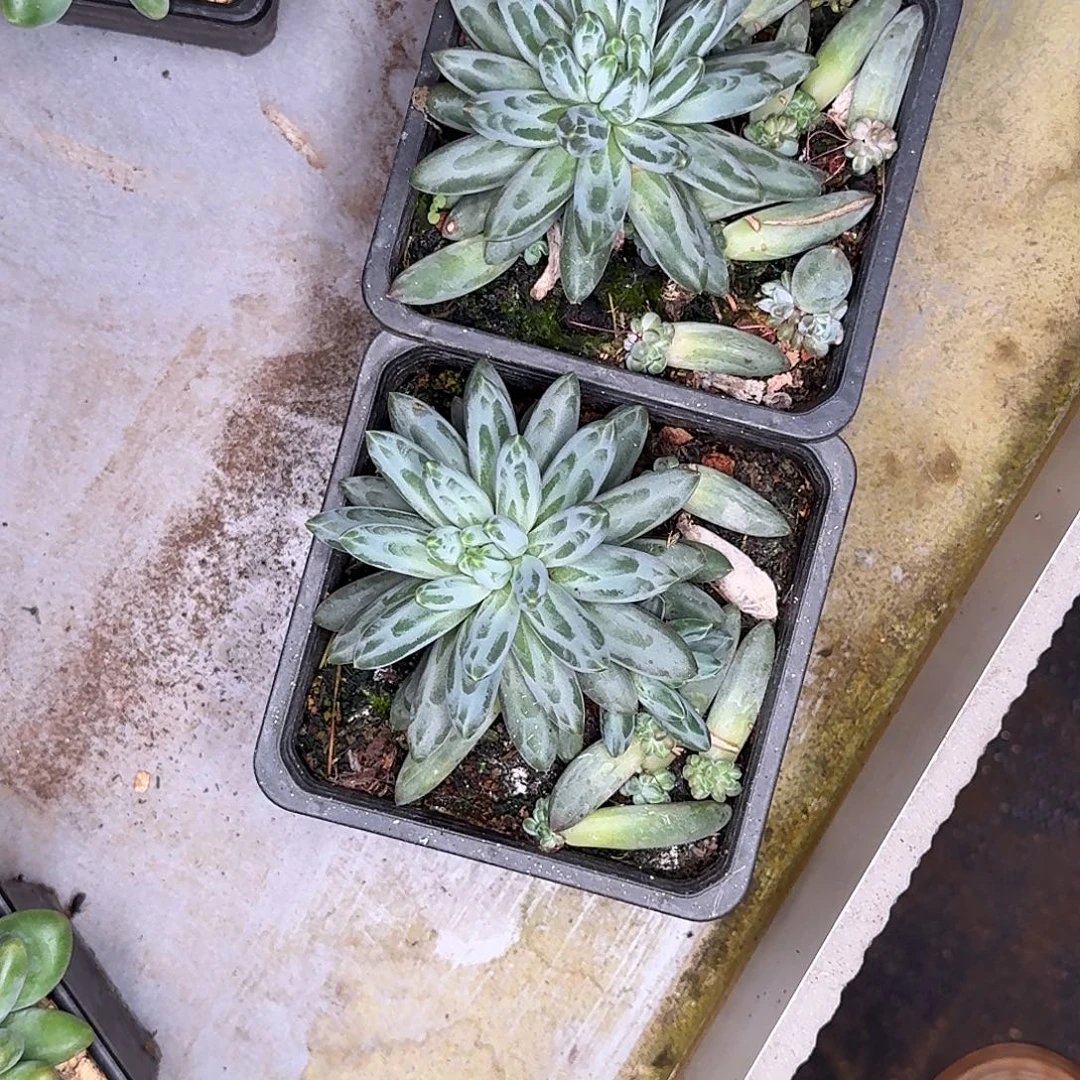 申公豹两颗多肉植物