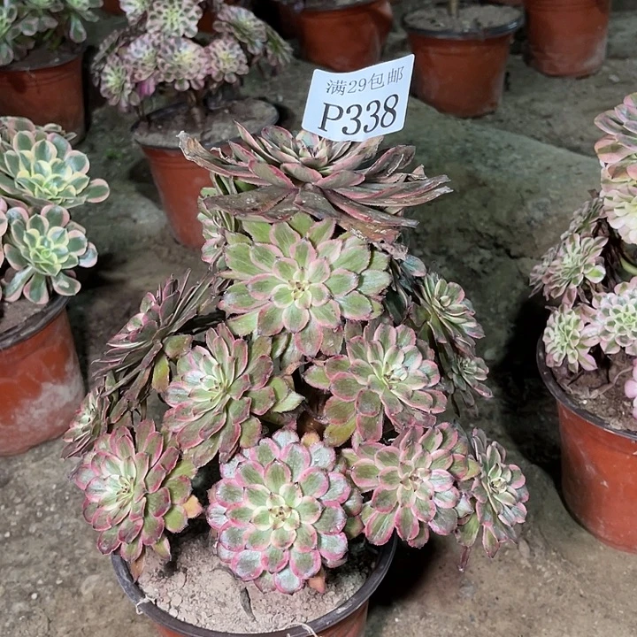 338紫霞仙子多肉植物