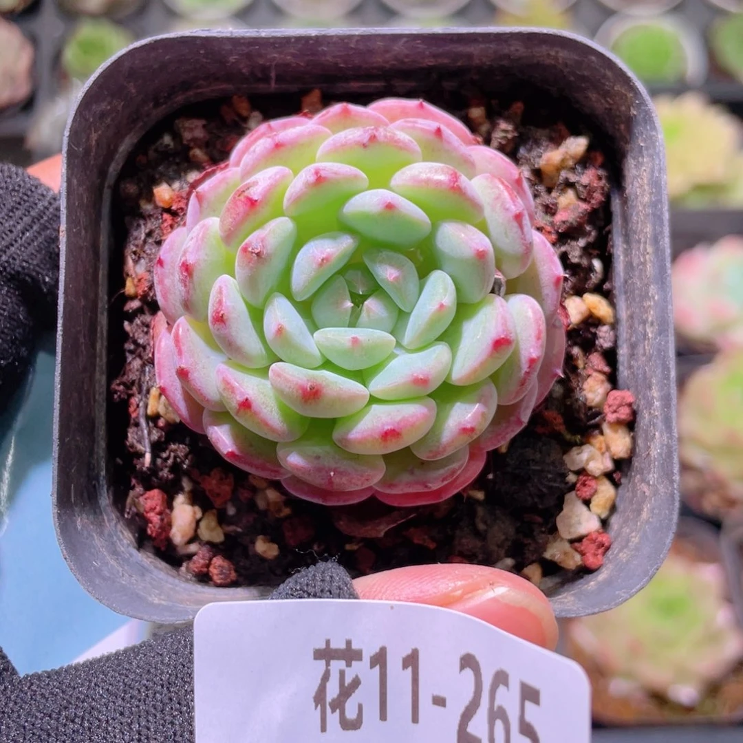 花利美11-265哈尼