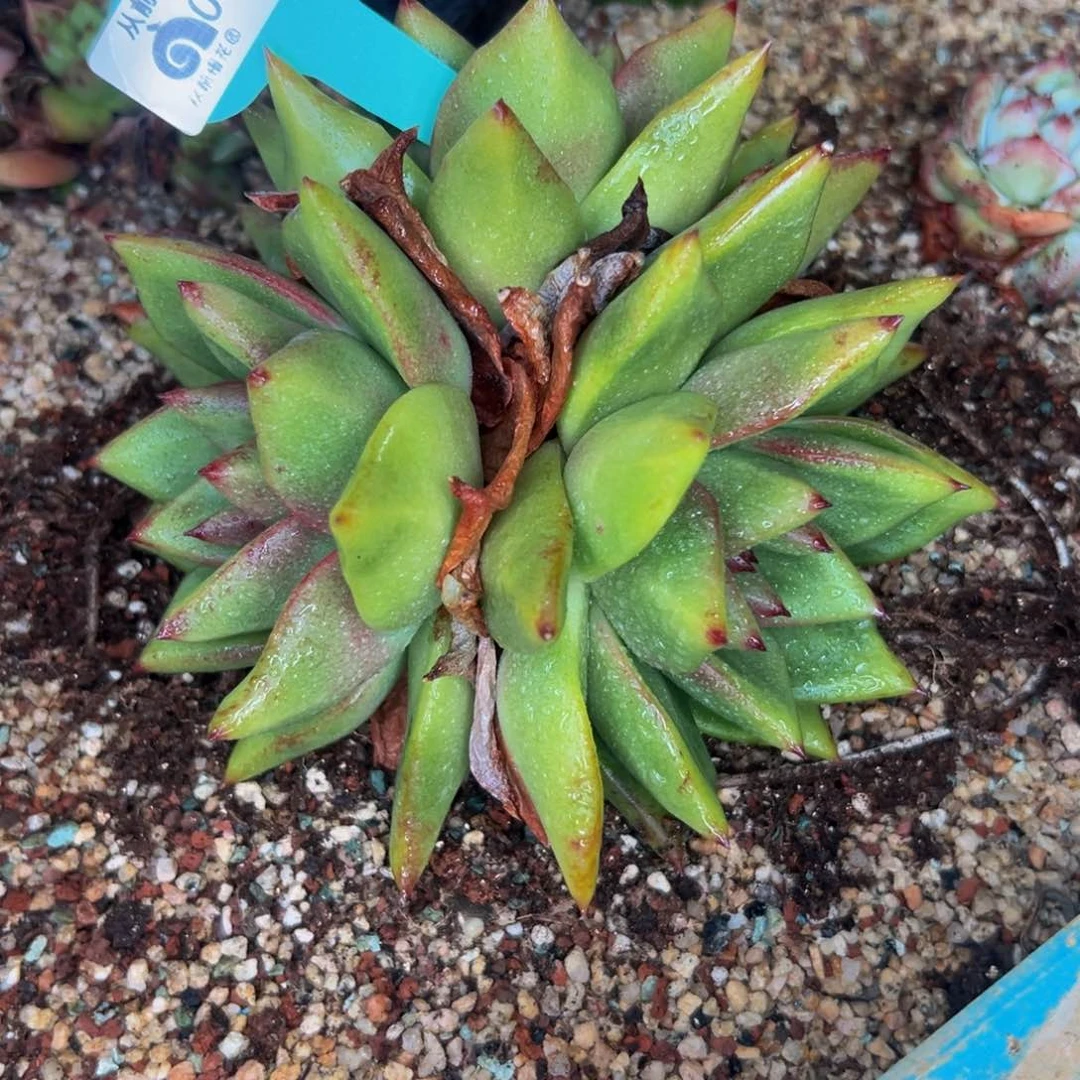 彼*花多肉一物一拍0609-奖品
