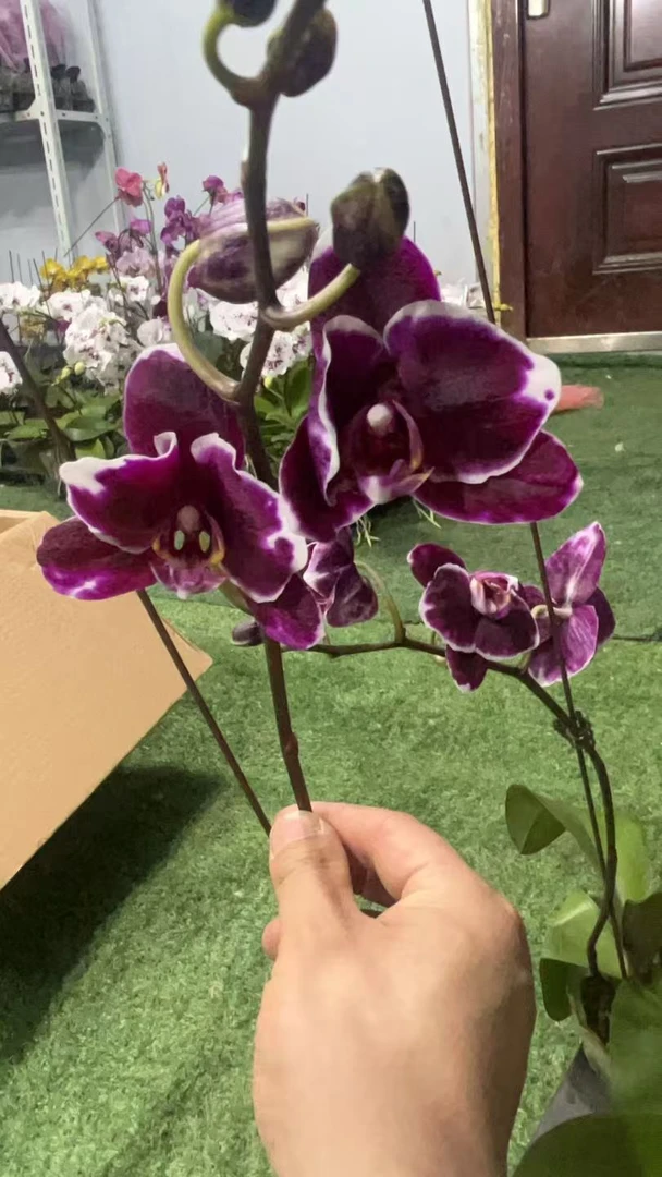 蝴蝶兰【大黑花】尾货掉花 叶损不售后