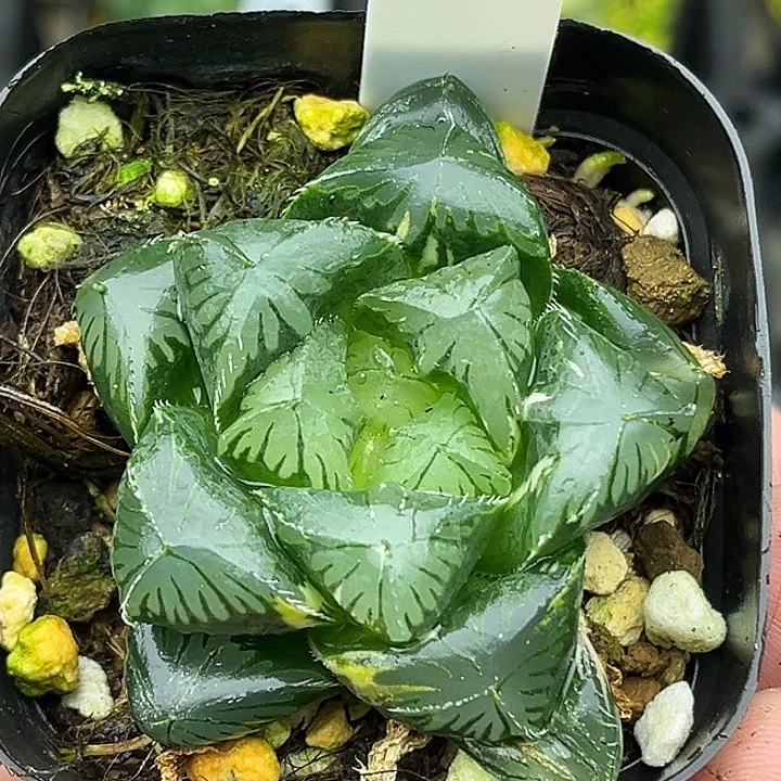 61大窗夏沫玉露锦