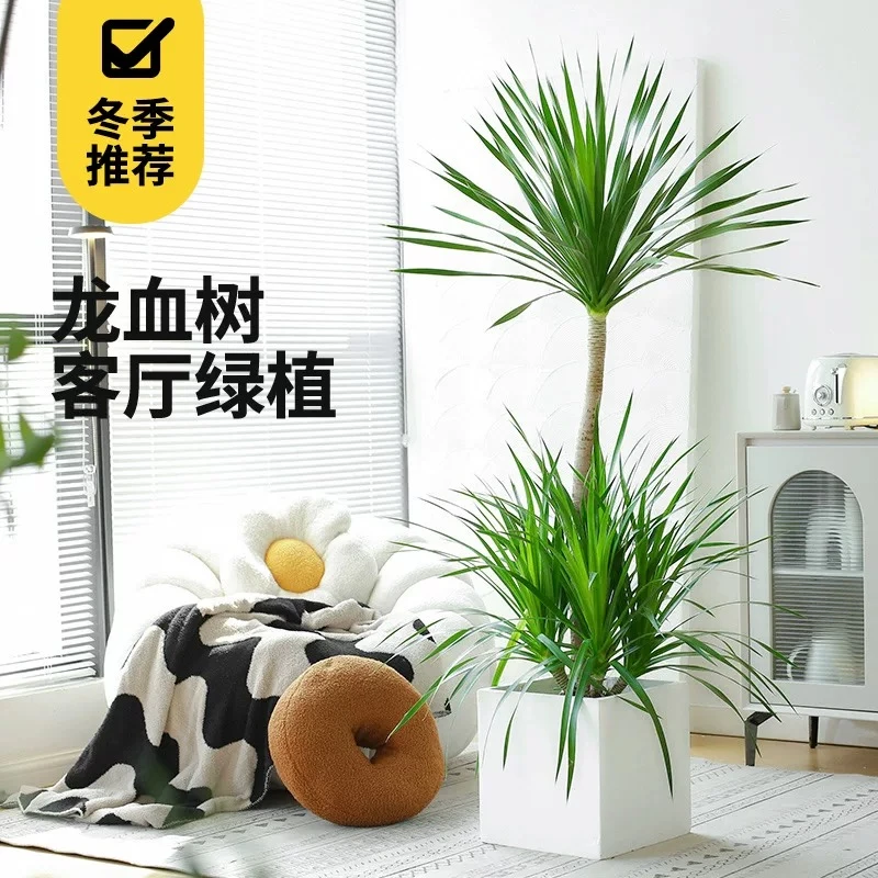 【达人专属】1.5-1.6米龙血树客厅盆栽大型网红绿植净化空气去甲醛
