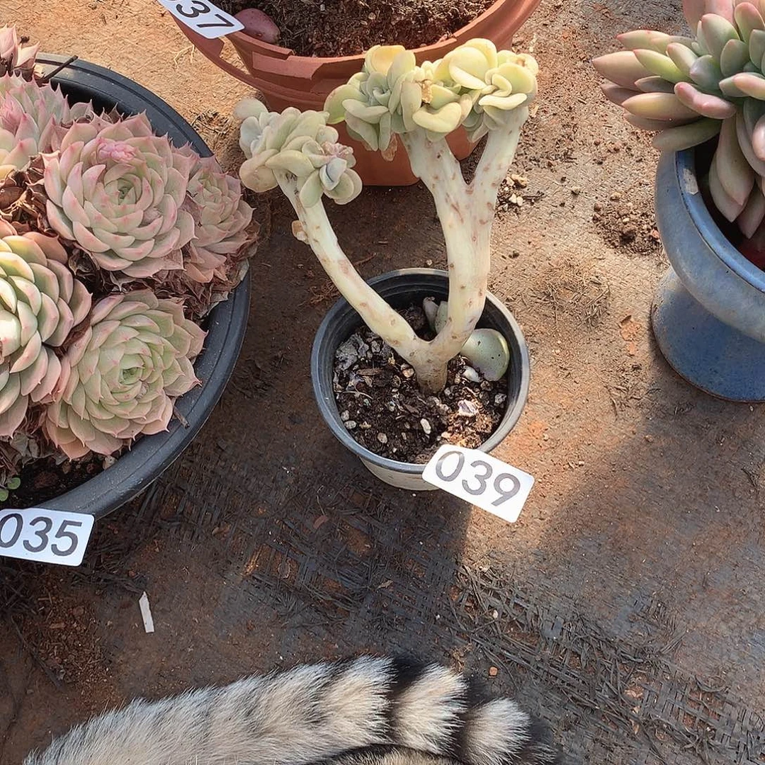 039可爱玫瑰 一物一拍多肉