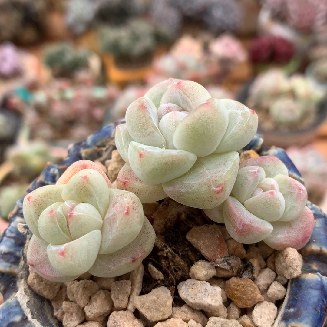 冰玉一物一拍 011