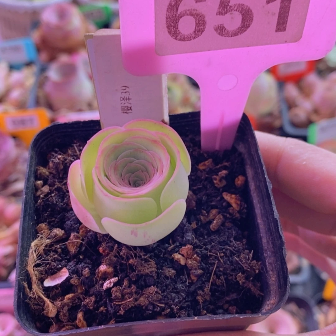 风***丽山地玫瑰一物一拍651