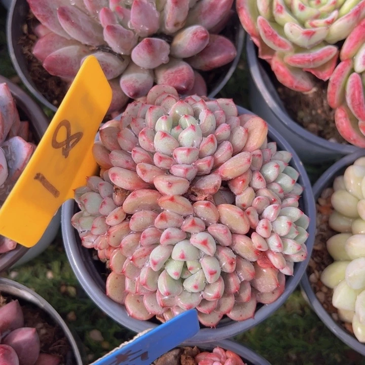 健健康康平平安安