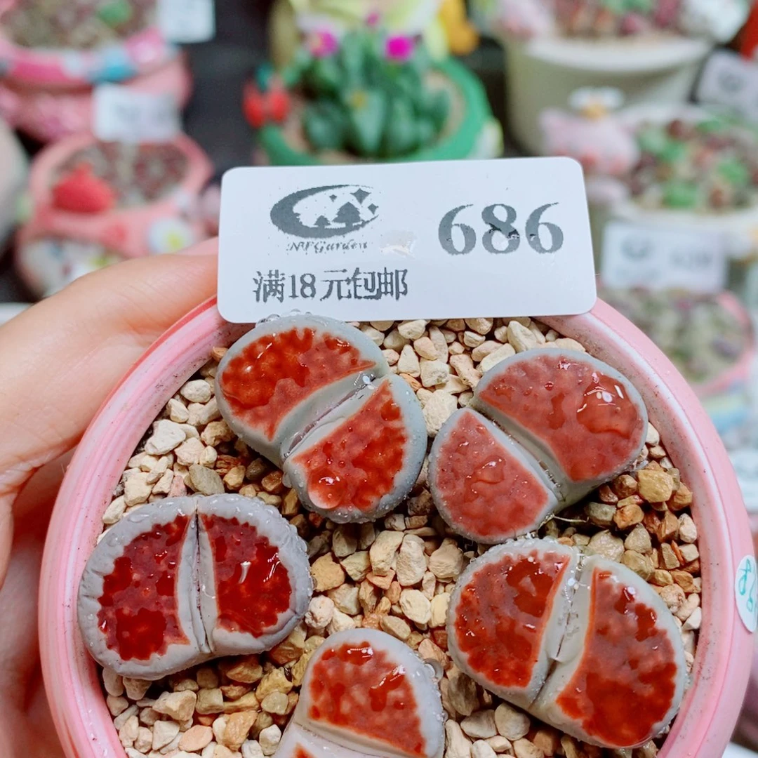 生石花花花花开了686