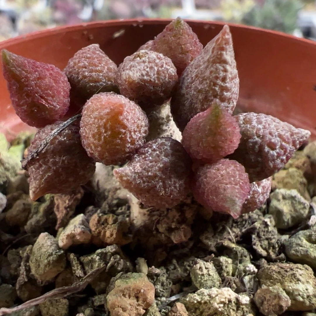 小辣椒多头纯木质桩多肉植物