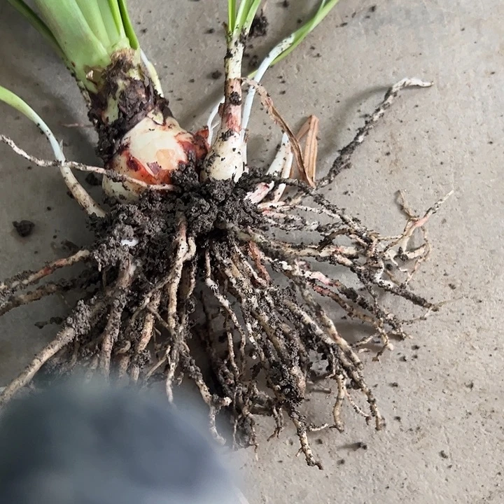 无花朵群芳圃，直径4加，带侧