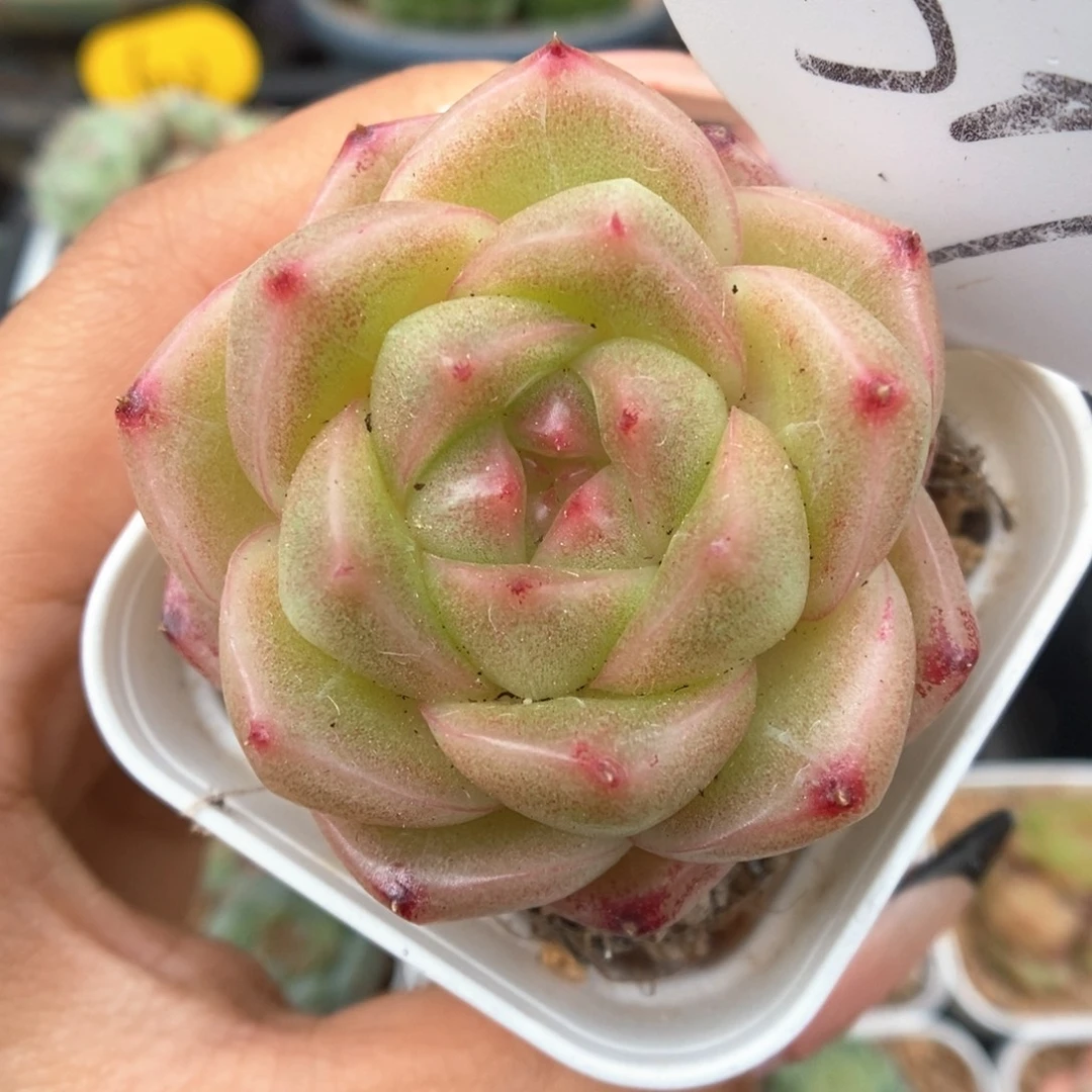 珍妮麦秆可拍8307号