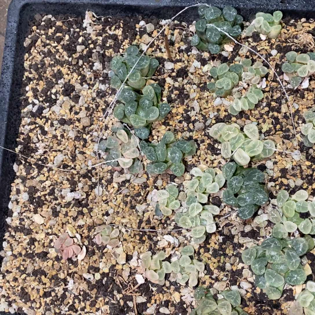 静***静336 一整筐全部 新年福利 脱土带筐发