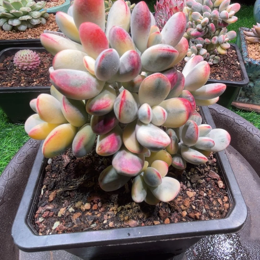 乒乓福娘锦，一物一拍。