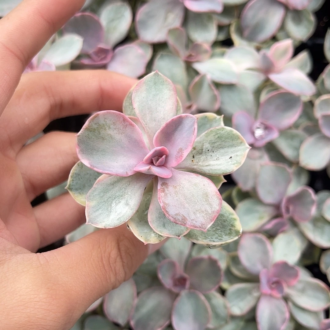 精品彩虹多肉植物