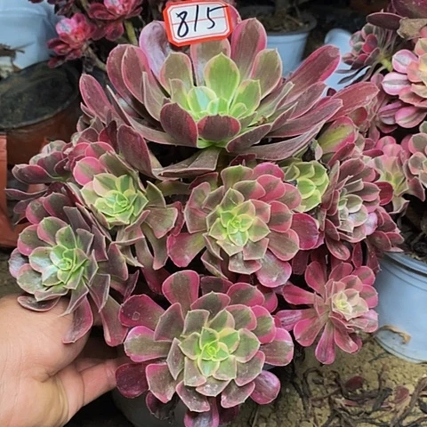 凤冠老桩捧花715号