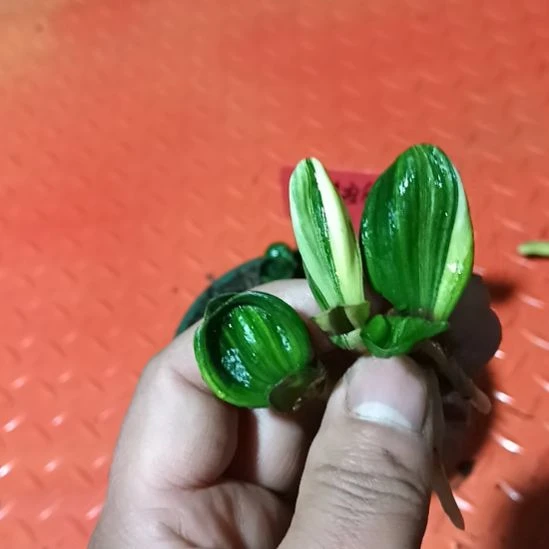 君子兰小苗君子兰小苗