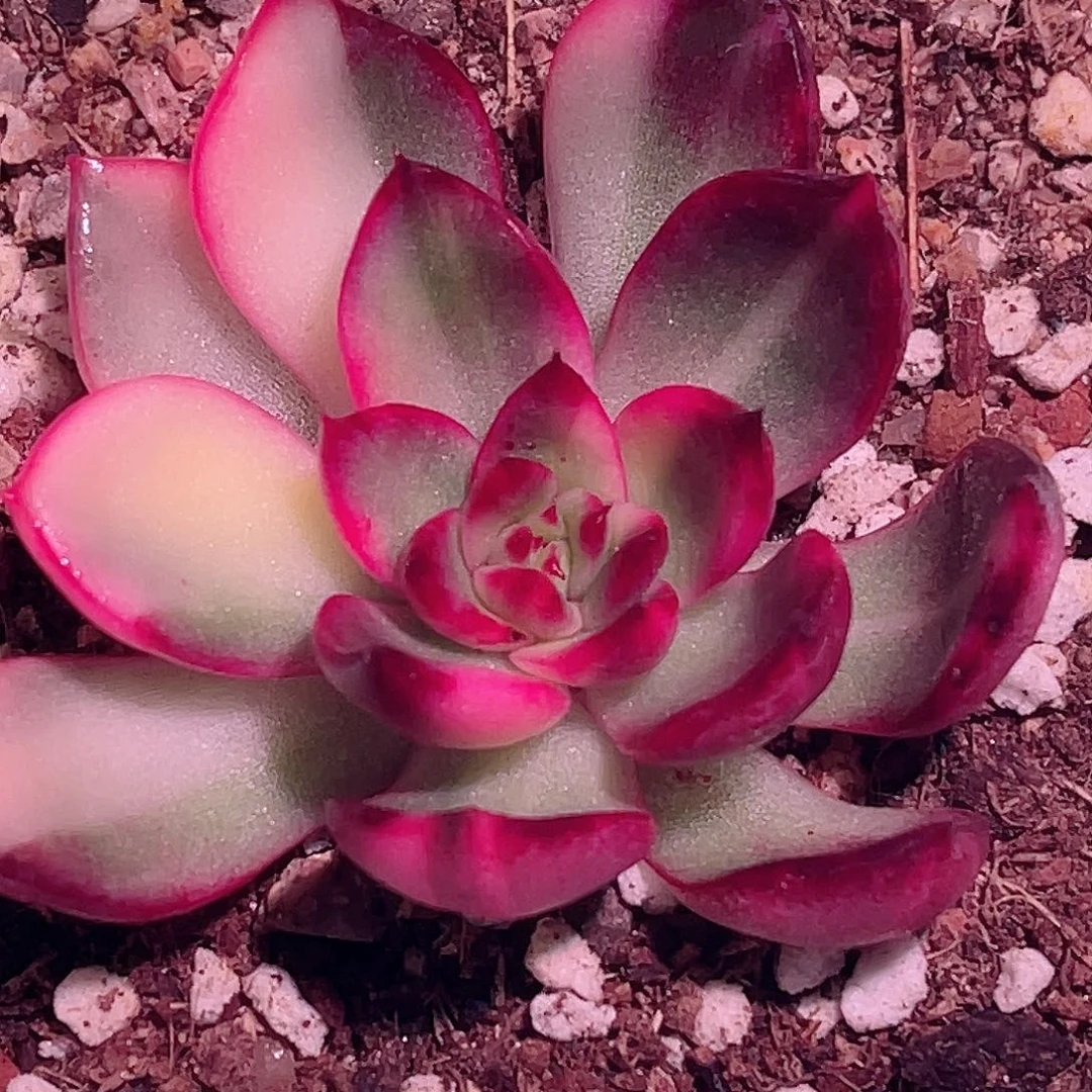 尚品园艺福利锦头盖7836