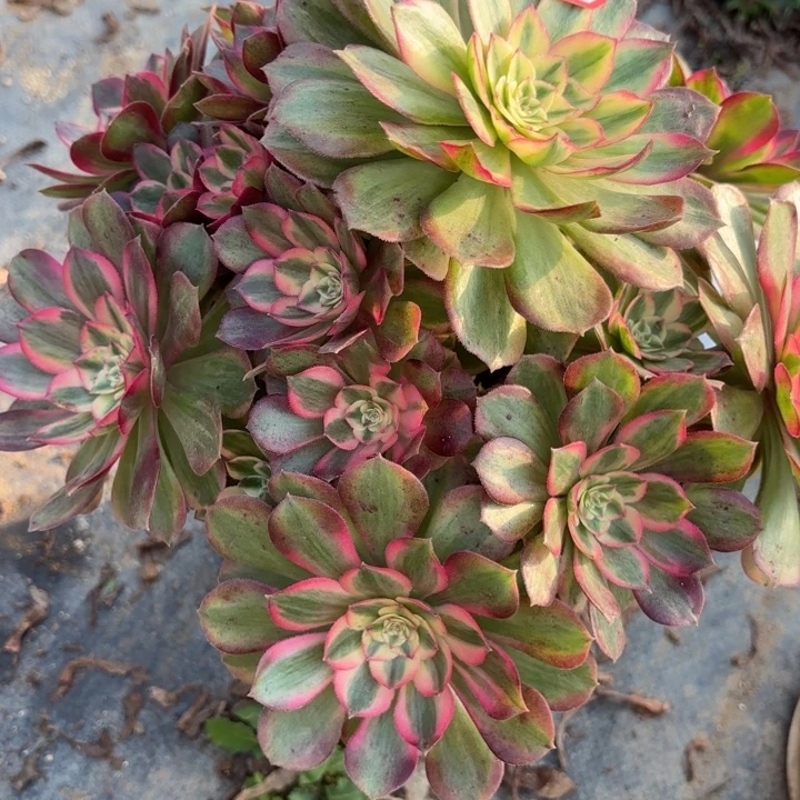 火龙果歪多肉法师不包损2