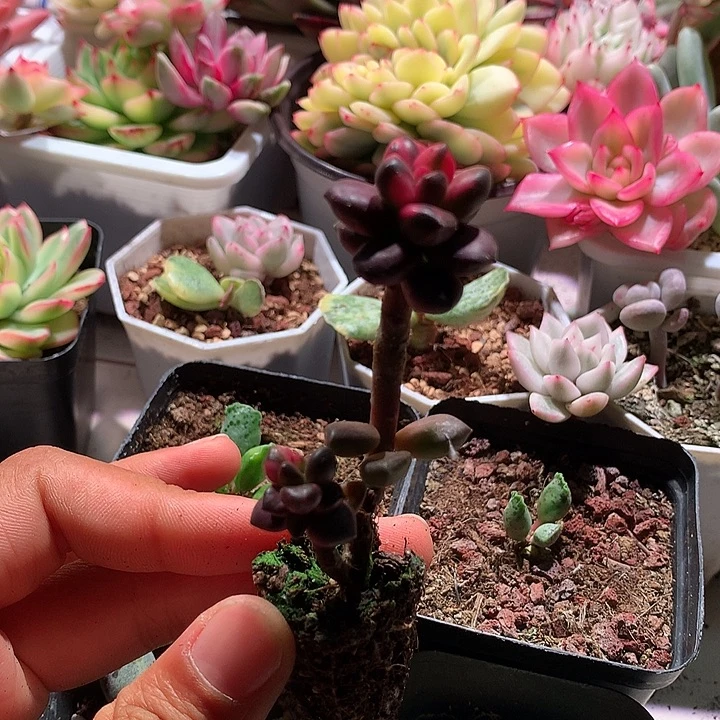 黑美人锦锦锦锦双头