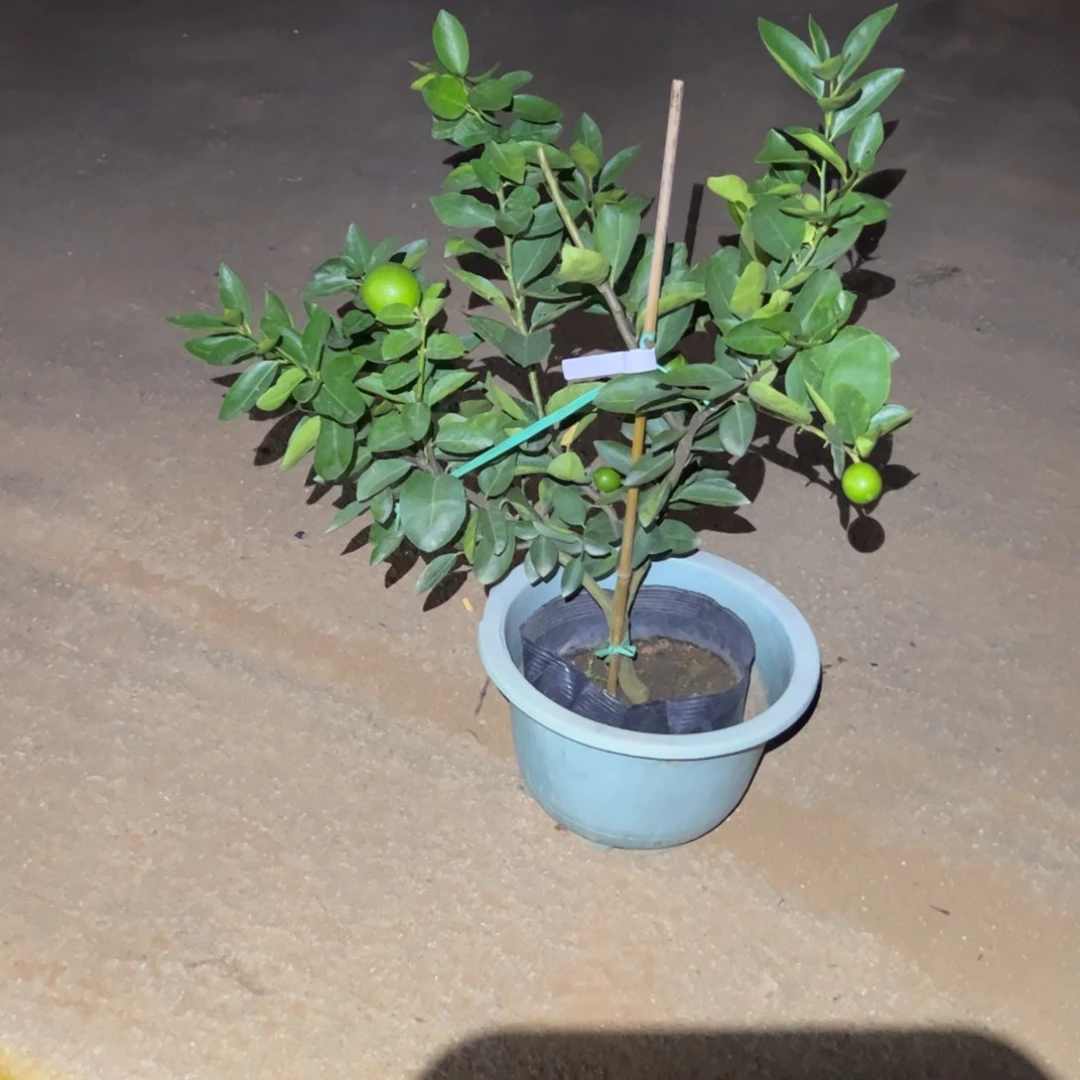 完全开放绿植盆栽植物花卉