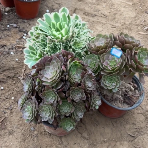 414多肉植物组合，