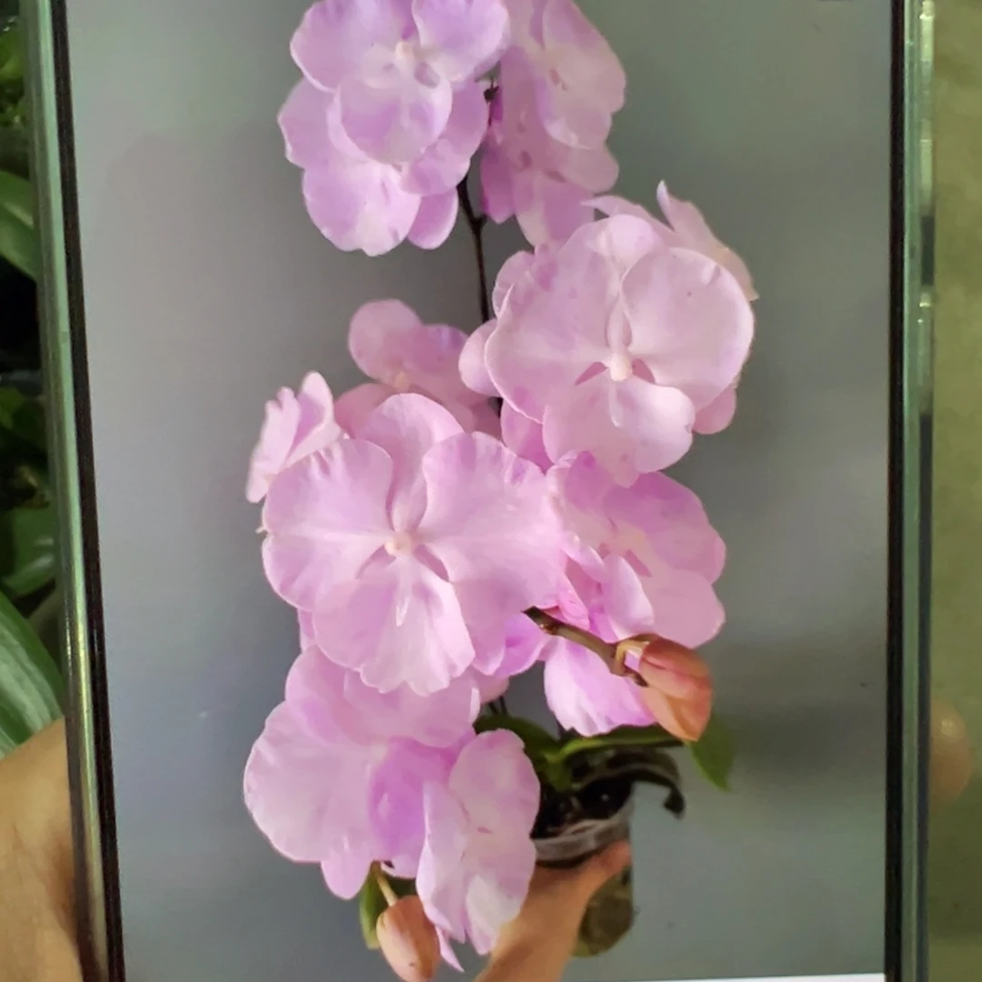 当前无花栽培后可以开花云朵新苗