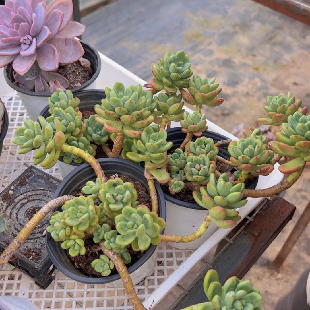 香格里拉整装三盆，120杯