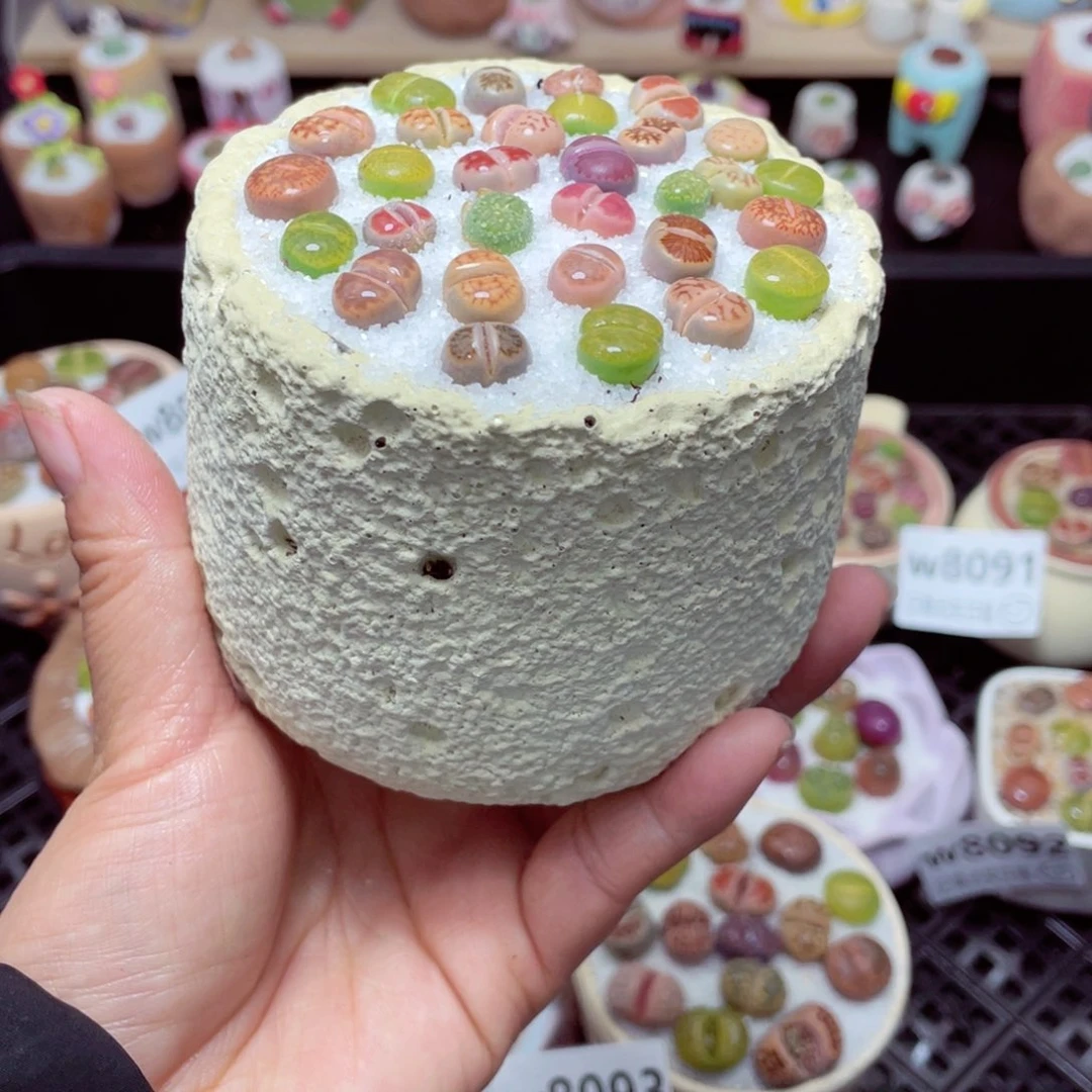 w8095 带盆土发货-零下地区拍保温箱