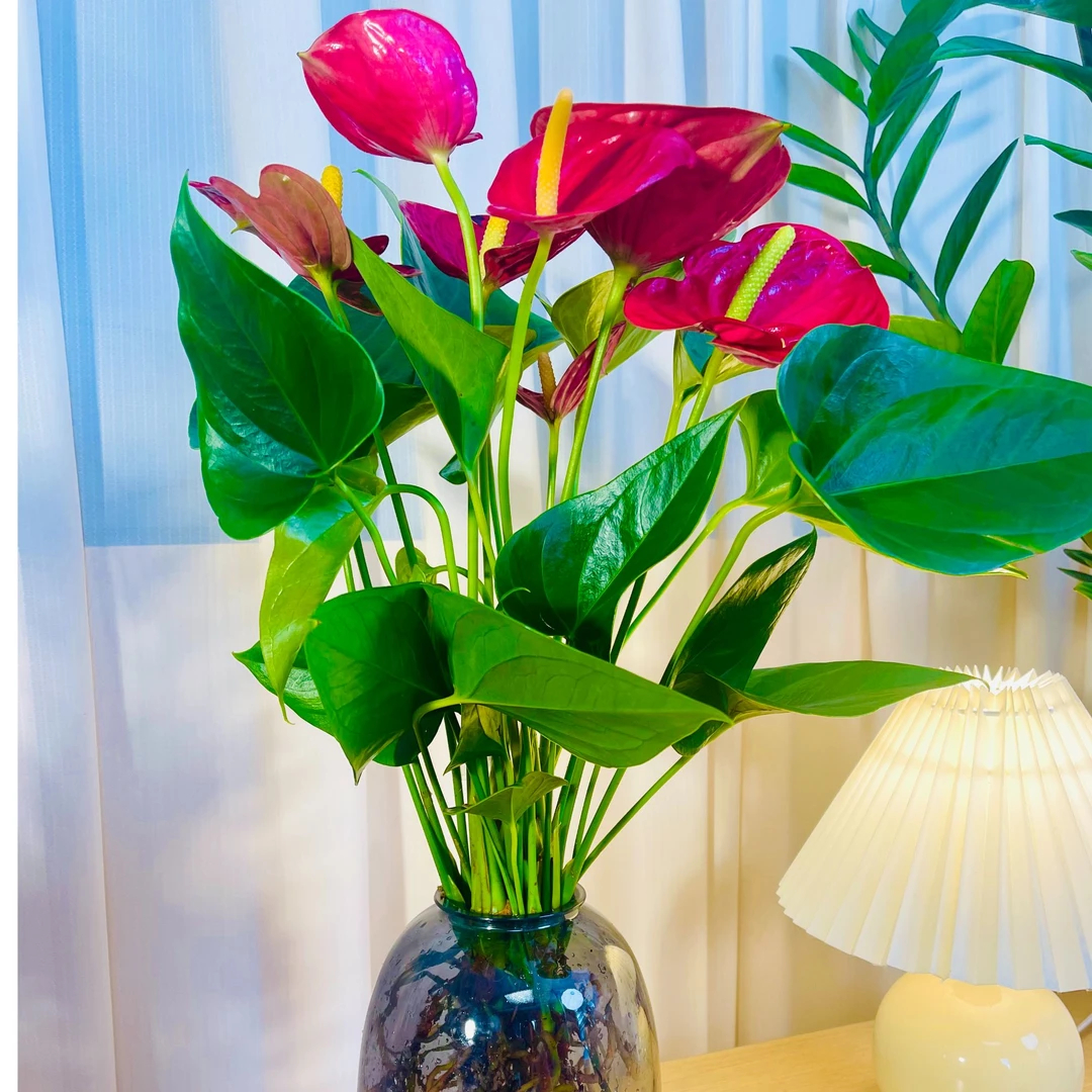 水培红掌花卉绿植盆栽室内水培植物四季开花好养免浇水