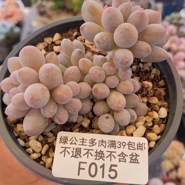 手指奶9cm015多肉植物