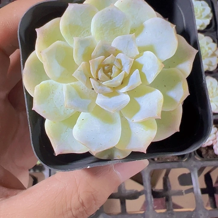 雪颜精品多肉植物大战