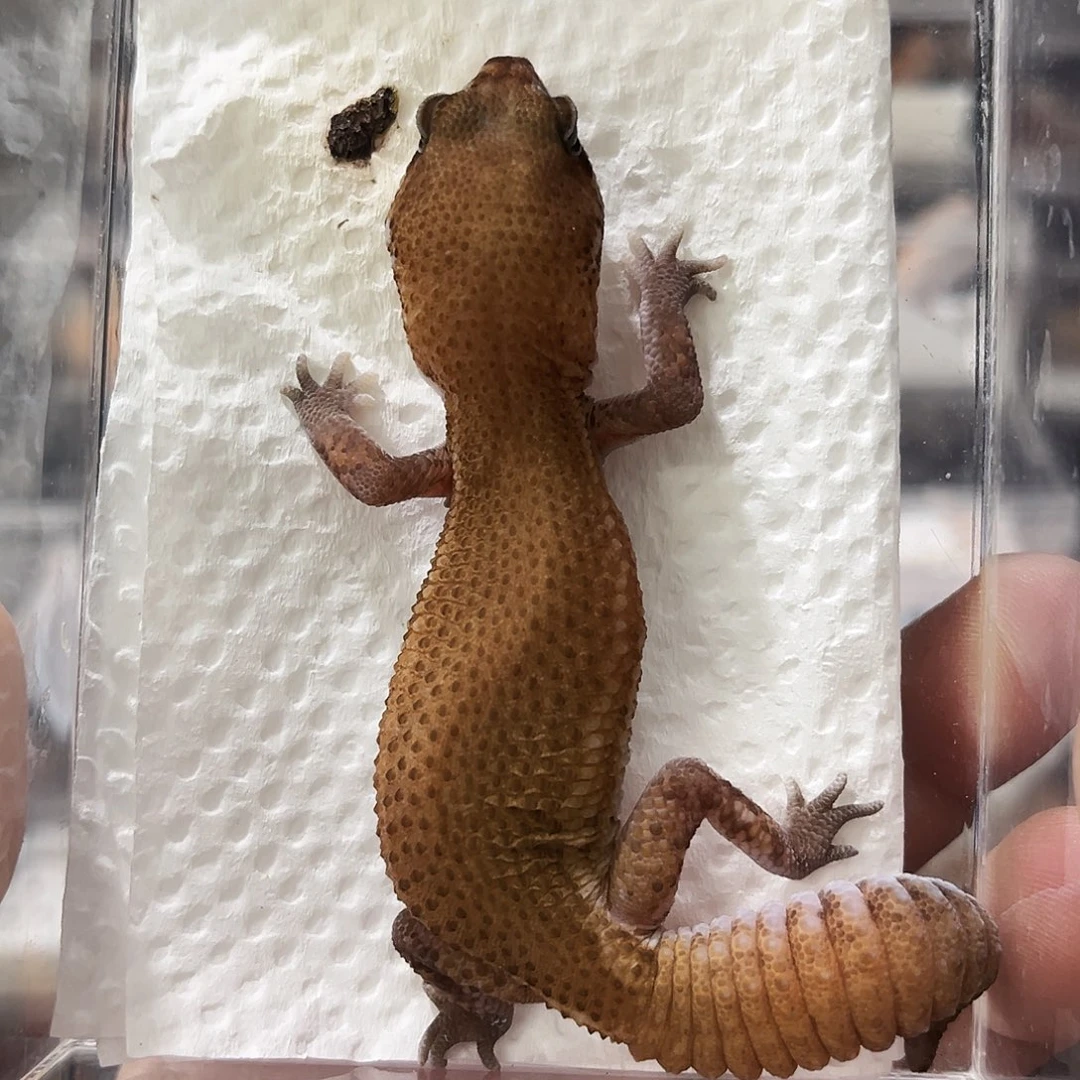 肥尾守宫无纹隐奥利奥橘白