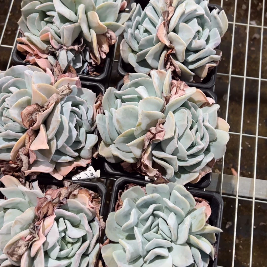 雪特双头起精控老桩