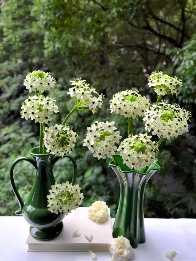 伯利恒之星天鹅绒超大球盆栽地栽室内室外