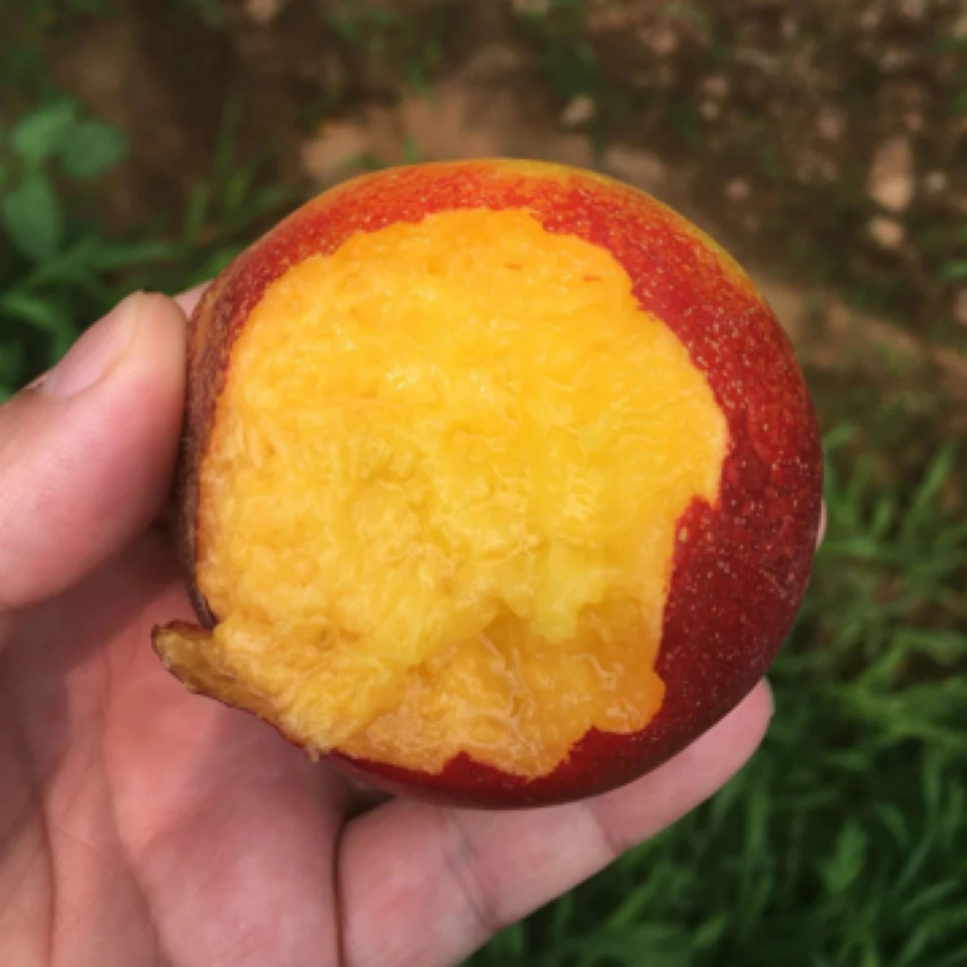 平谷黄油桃 首批陆地红皮黄油桃 现摘现发 脆甜当季新鲜水果桃子北京市