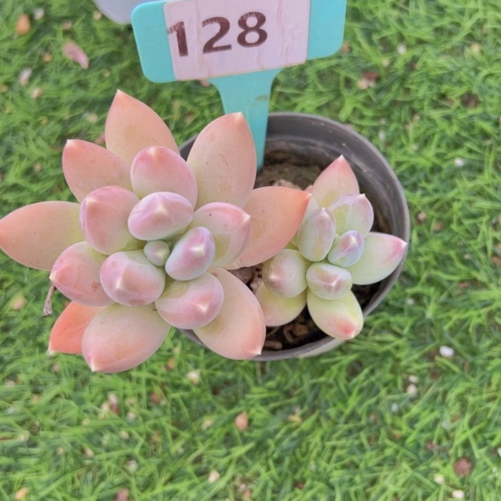 健健康康平平安安