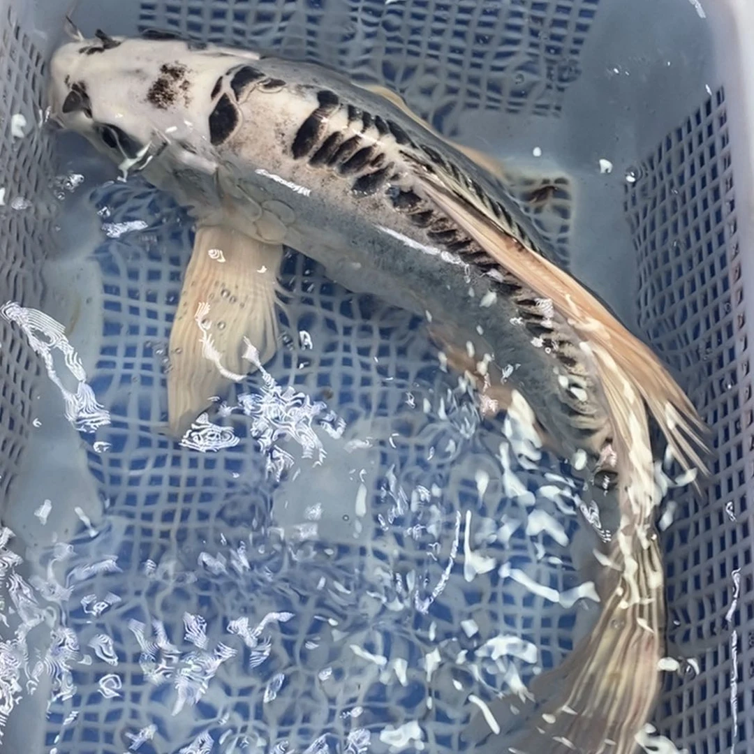 锦鲤冷水锦鲤包邮