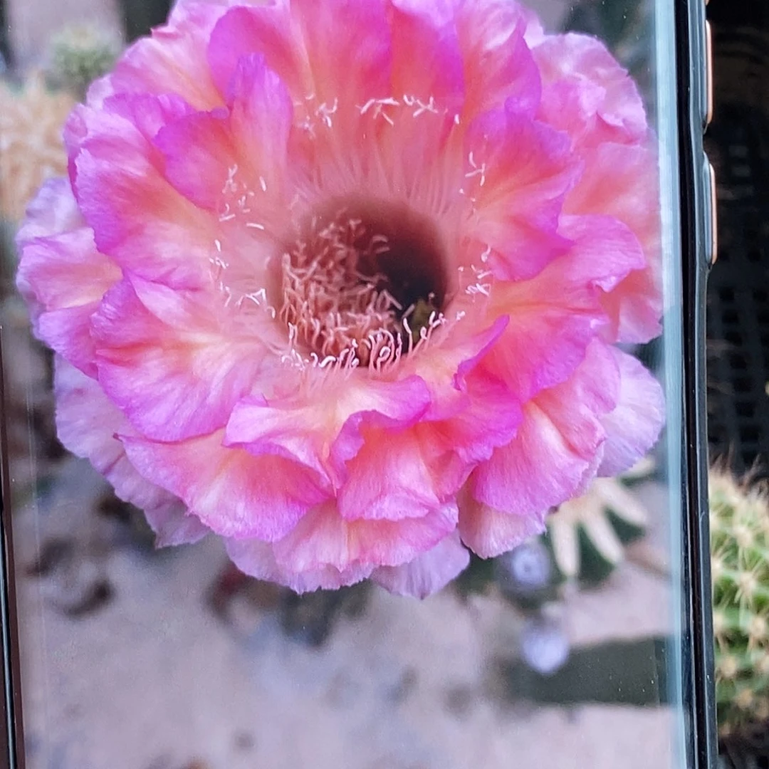 彩 戴安娜侧芽歪20包邮/5公分