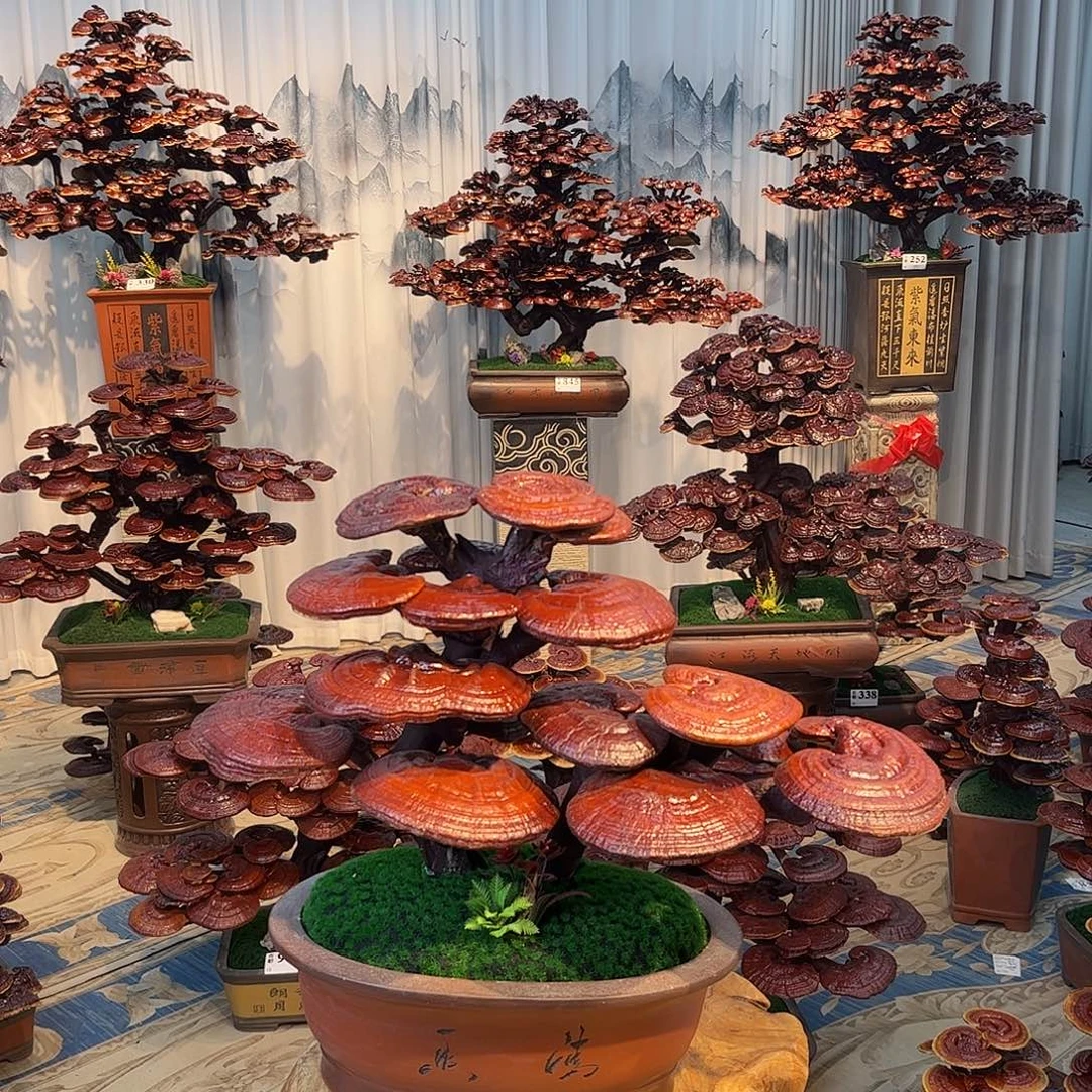 无花朵888888888888