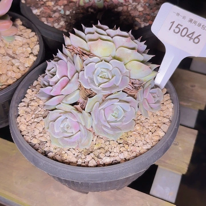 °****༒露娜一物一拍15046