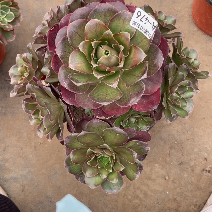 476魅金玫瑰多肉12344578