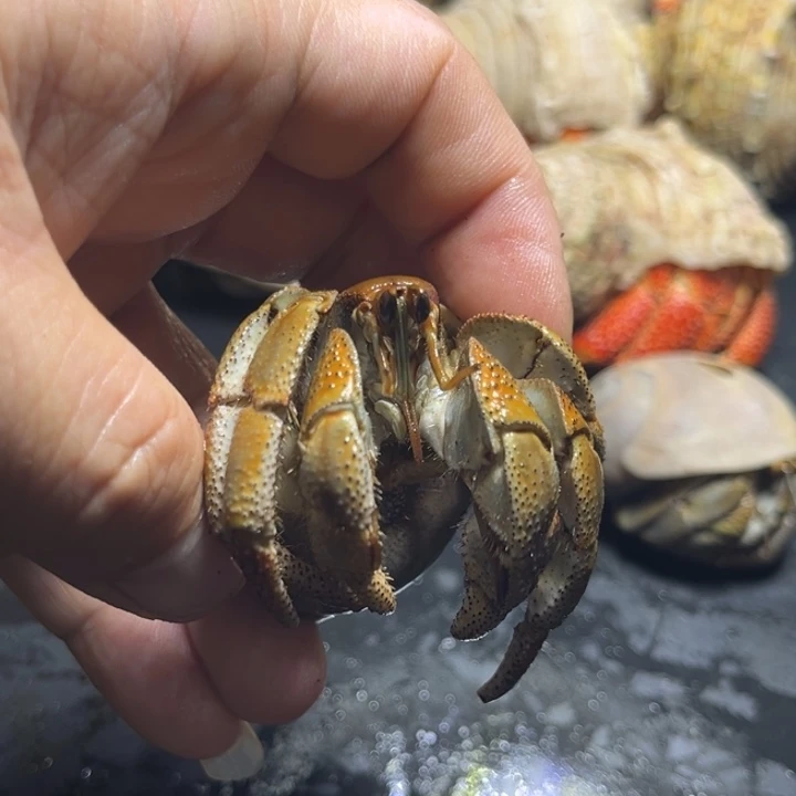 澳瓜3.2口径需要拍加热包