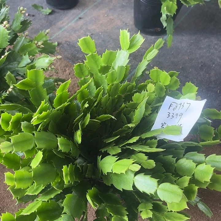 用***2当前无花栽培后可以开花