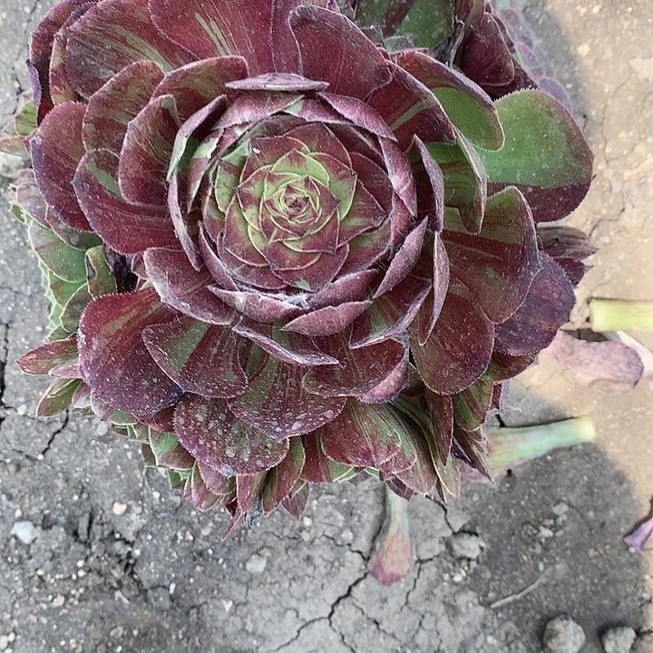 297花月夜多肉植物