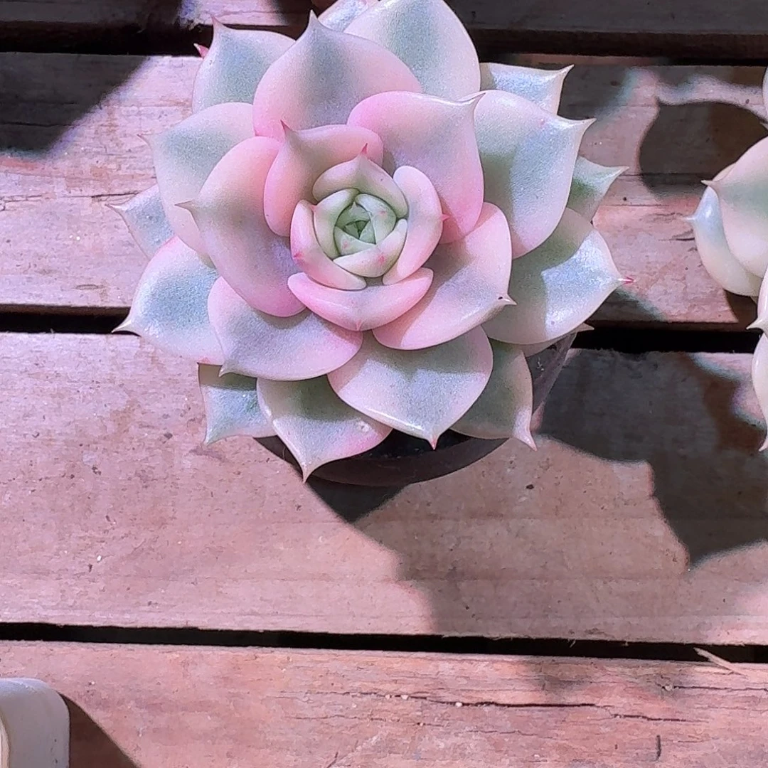 ****鸾贝加尔湖锦多肉多肉