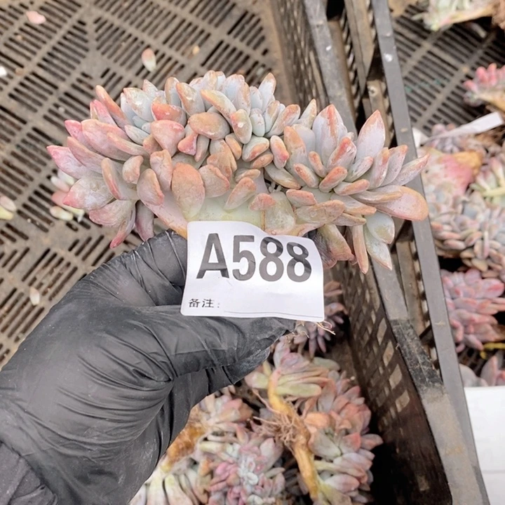 588 粉兔缀呀呀呀呀