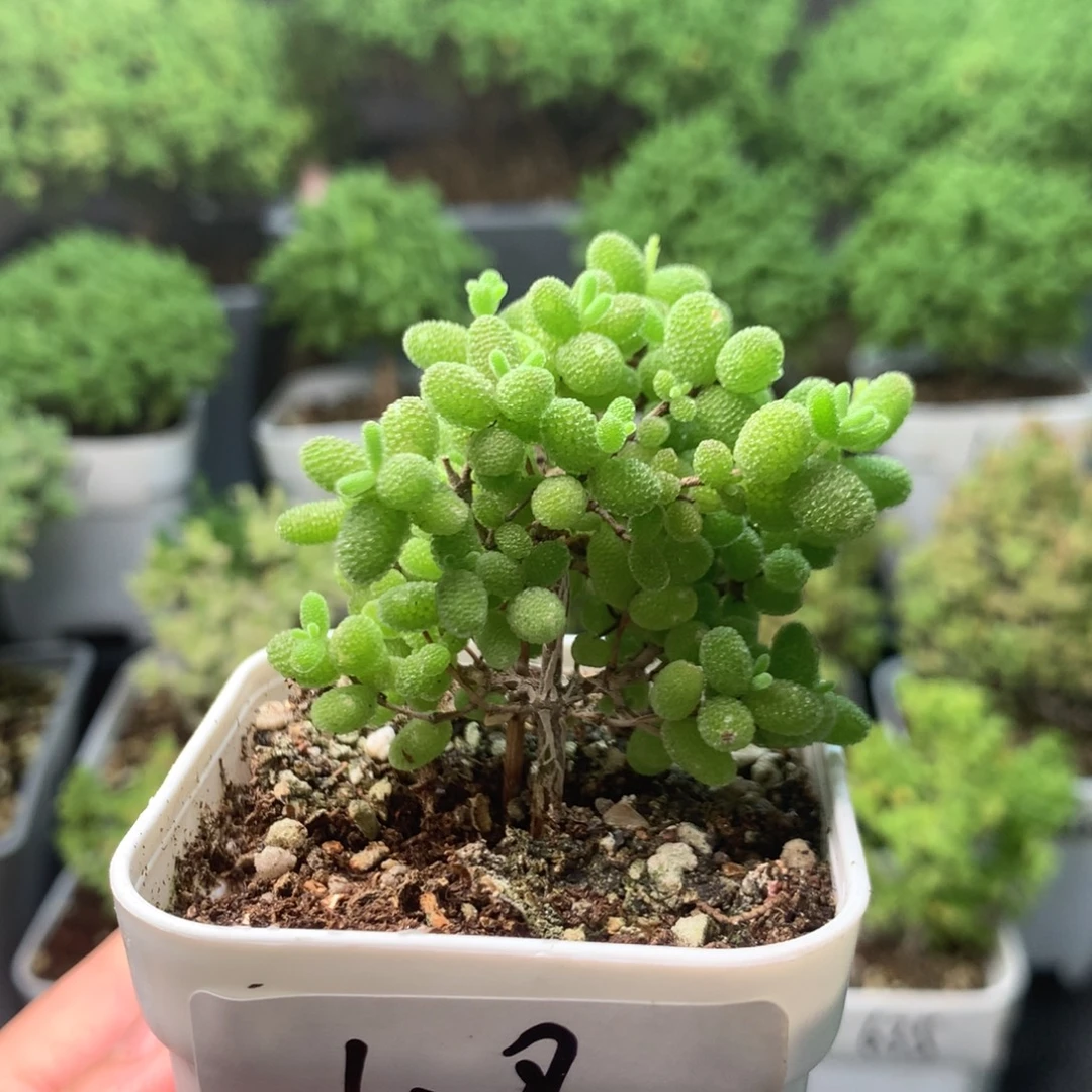 628蜜橘。