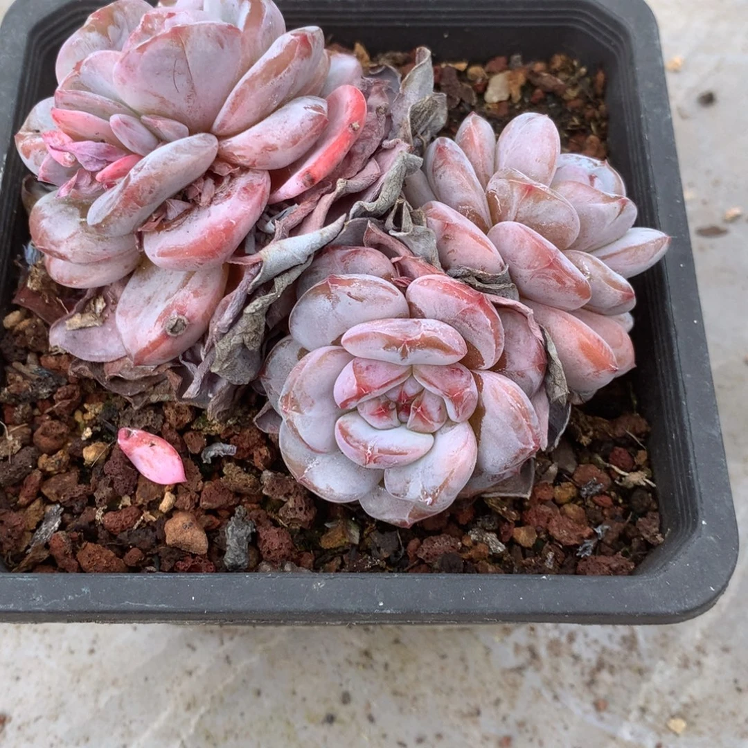 无花朵哈哈哈哈哈哈哈36