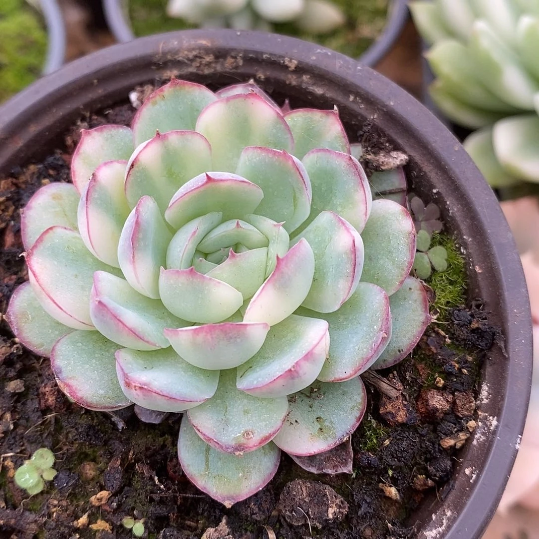 009哈哈哈哈哈哈哈