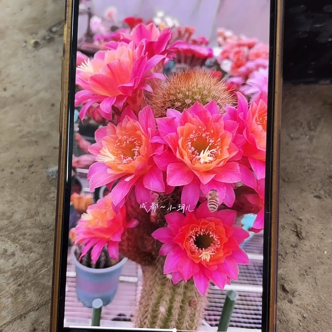 有根时光10左右求求